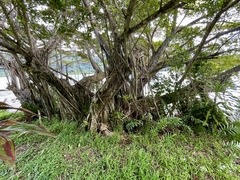Ficus microcarpa