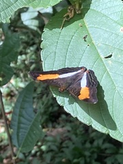 Adelpha cocala lorzae