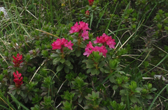 Rhododendron hirsutum
