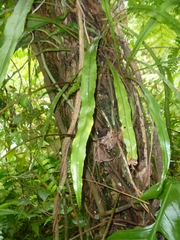Asplenium amboinense