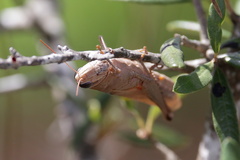 Schistocerca rubiginosa