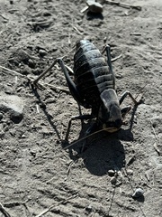 Anabrus simplex