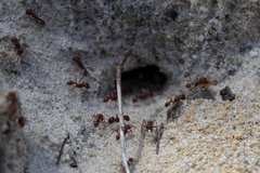 Pogonomyrmex badius