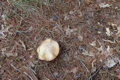 Suillus weaverae
