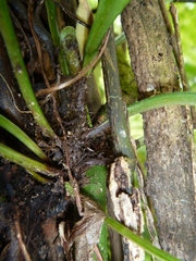 Asplenium amboinense