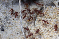 Pogonomyrmex badius