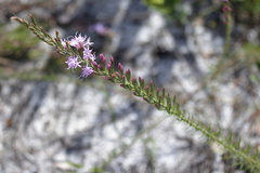 Liatris pauciflora secunda