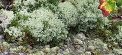 Cladonia