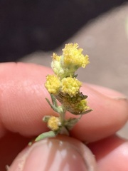 Artemisia ludoviciana