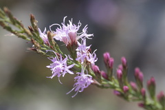 Liatris pauciflora secunda