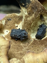 Bolitotherus cornutus