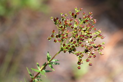 Hypericum cistifolium