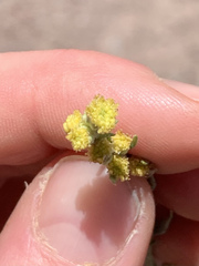 Artemisia ludoviciana