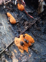 Hypoxylon haematostroma