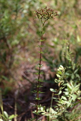 Hypericum cistifolium