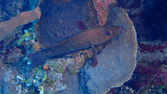 Cephalopholis cruentata