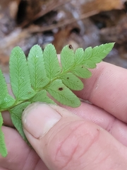Polypodiopsida
