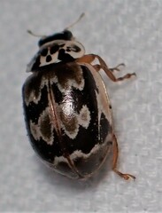 Mulsantina picta