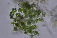 Chlorophyta