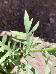 Artemisia ludoviciana