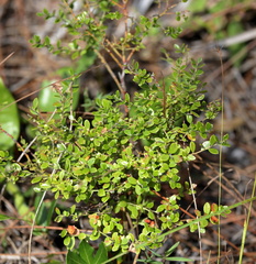 Vaccinium myrsinites