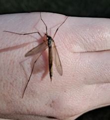 Tipula paludosa