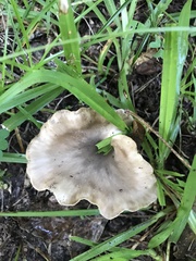 Hohenbuehelia petaloides