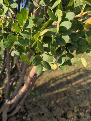 Caragana arborescens