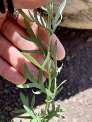 Artemisia ludoviciana