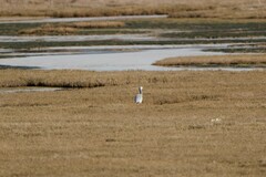 Egretta novaehollandiae novaehollandiae