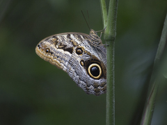 Caligo