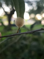 Druon quercuslanigerum