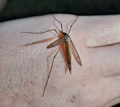 Tipula paludosa