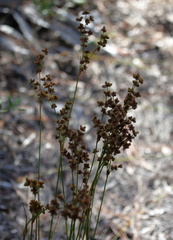 Juncus scirpoides
