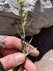 Artemisia ludoviciana