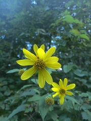 Helianthus microcephalus