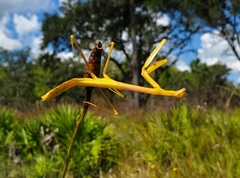 Stagmomantis floridensis
