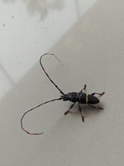 Trachyderes succinctus