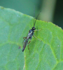 Ichneumonoidea