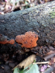 Hypoxylon haematostroma