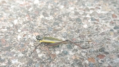 Nisitrus musicus