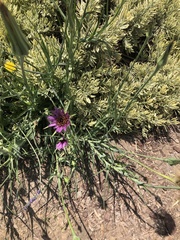 Tragopogon porrifolius