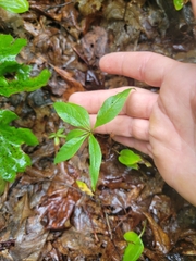 Lysimachia borealis
