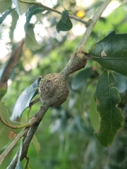 Callirhytis quercusbatatoides