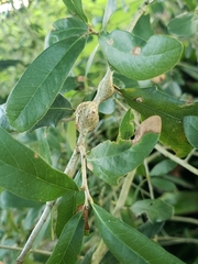 Callirhytis quercusbatatoides