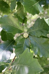 Quercus bicolor