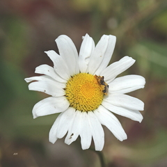Phymata americana americana