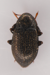 Elmidae