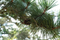 Pinus rigida