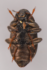 Elmidae